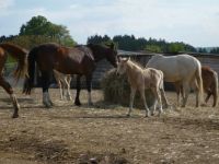 Koně s hříbětem / Horses with a foal