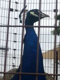 peacock
