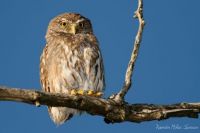 Ferruginous pygmy-owl(Caburé)