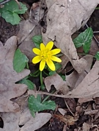 celandine