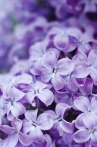 Lilac Flowers (Apr17P36)