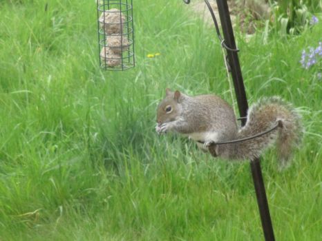 Squirrel at the bird feeder