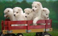 wagonload of Samoyed puppies