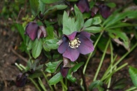 Hellebores