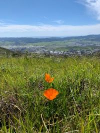Poppies Above Pismo Beach