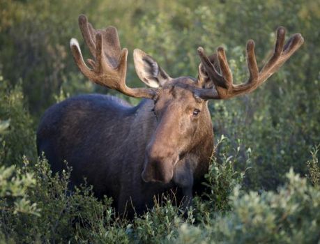 what_are_moose_like_1369_3_600