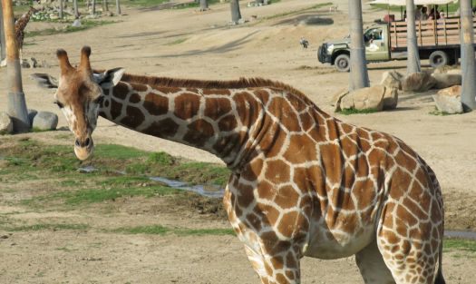 San Diego Zoo Safari Park Giraffe 2