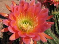 Pink Cactus Blossom