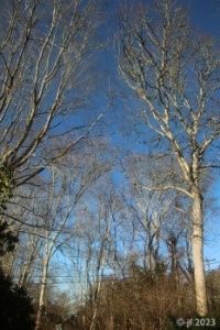 Trees and Blue Skies!