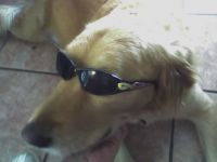 Too cool for dog school