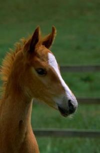 quarterhorse colt