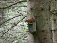 Red squirrel