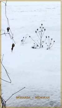 beebalm in winter yard