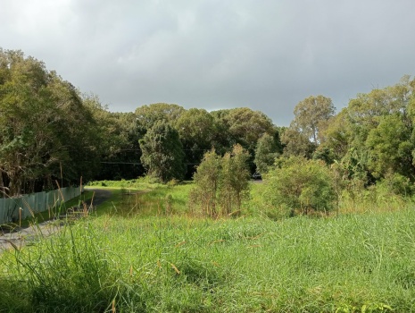 Australian Bush