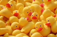 Rubber Ducky, you're the one...