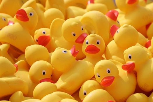 Solve Rubber Ducky, you're the one... jigsaw puzzle online with 70 pieces