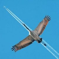 Fly By Goose