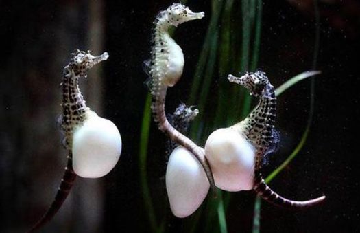 Solve WHY DO MALE SEAHORSES GIVE BIRTH? Jigsaw Puzzle Online With 35 Pieces