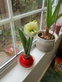 Bud Opening & Two Buds