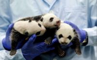Giant Panda Triplets
