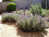 beautiful lavender