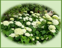 Beautiful hydrangeas.  Prachtige hortensia's.