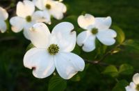 East Tennessee Dogwoods