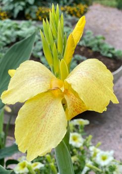 Yellow beauty in the garden