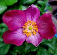 Anemone 'Emmy Deep Rose'