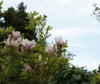 Spring flowers 01