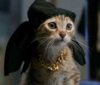 "Keanu" kitten in do-rag and gold chain
