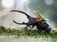 Frog riding a beetle