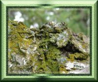 Theme:  trees/flowers  - Birch.green.moss