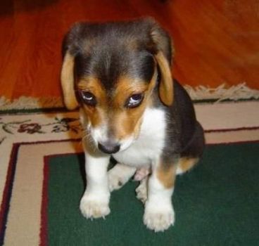 A Puppy Who's Just Learned He's done something Wrong