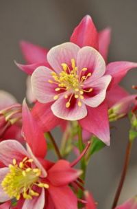 Pink and white columbine flower
