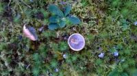 mushrooms & baby pines