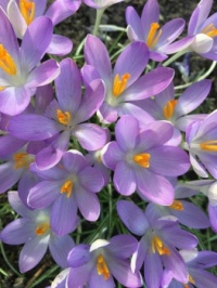 Bloem Krokus