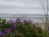 Wild Iris on the Oregon Coast