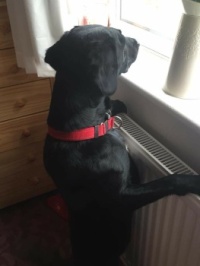 34818223_10156052529745100_7023581747388350464_n