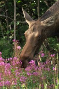 Alaska Moose 2021