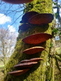 Daedaleopsis_confragosa_117944013