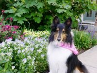 Cheri in the garden