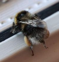 Bumblebee #2