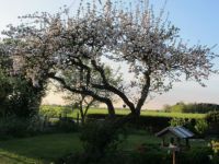 Æbletræet i fuldt flor