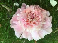peony