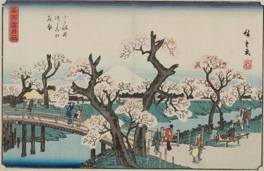 Cherry Trees in Bloom on the Embankment at Koganei