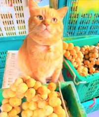 He was arrested for selling 13 tons of stolen fruit.