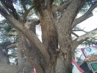 Oldest cedar tree in Lebanon