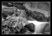 Water, rocks and plants