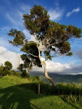 Lone tree in Hawaii